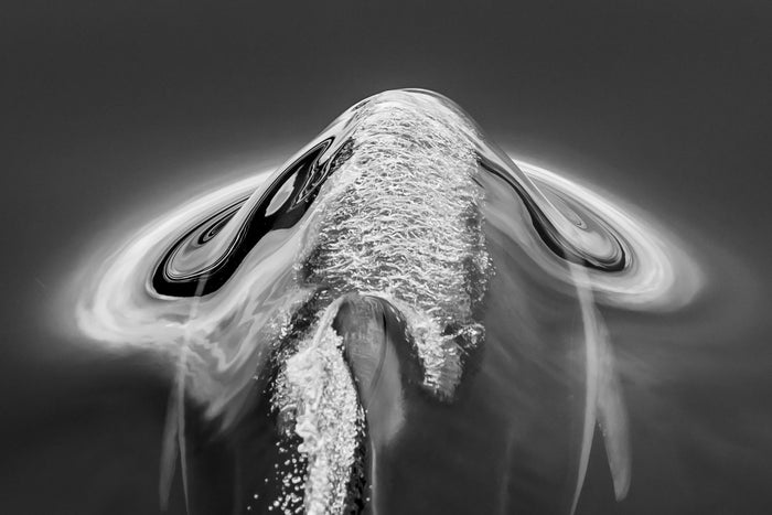 Ocean underwater, dolphin captured in abstract black and white composition, underwater photography – Sean Scott Photography