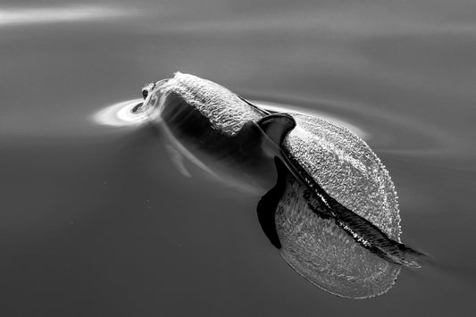Ocean, dolphin swimming beneath surface in abstract composition, underwater photography – Sean Scott Photography