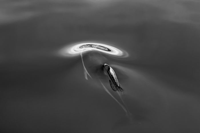 Ocean underwater, dolphin swimming through soft grey tones, underwater photography – Sean Scott Photography