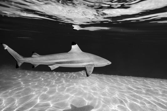 Tahiti French Polynesia, black tip reef shark swimming in clear water, underwater photography – Sean Scott Photography