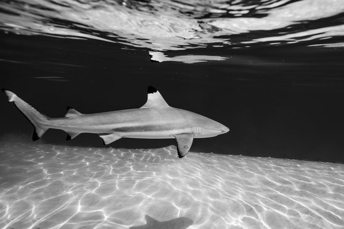 Tahiti French Polynesia, black tip reef shark swimming in clear water, underwater photography – Sean Scott Photography