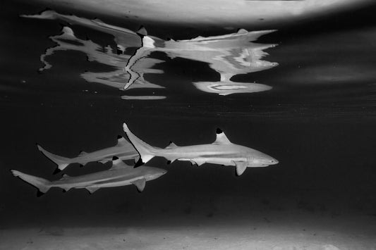 Tahiti French Polynesia, black tip reef sharks swimming in clear ocean water, underwater photography – Sean Scott Photography