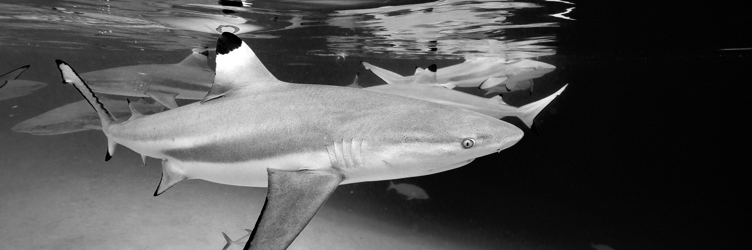 Blacktip reef shark swimming underwater ocean wildlife photography by Sean Scott