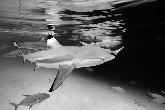 Tahiti French Polynesia, black tip reef shark swimming in clear ocean, underwater photography – Sean Scott Photography