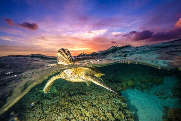 Lady Elliot Island Great Barrier Reef Queensland, green sea turtle swimming over reef, underwater photography – Sean Scott Photography
