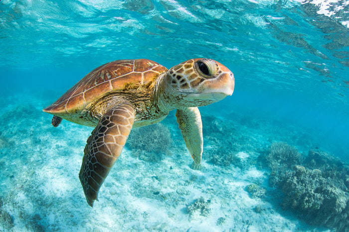 Lady Elliot Island Great Barrier Reef Queensland, green sea turtle swimming in clear blue water, underwater photography – Sean Scott Photography