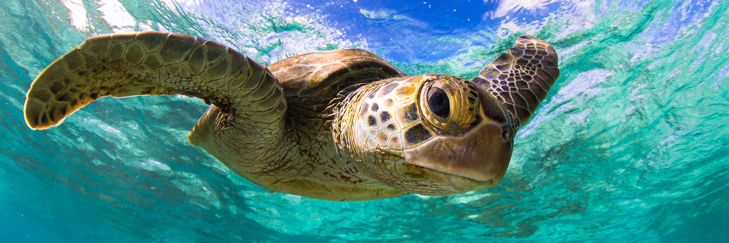 Green sea turtle swimming underwater ocean wildlife photography by Sean Scott