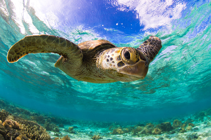 Great Barrier Reef Queensland Australia, green sea turtle swimming through clear water, underwater photography – Sean Scott Photography