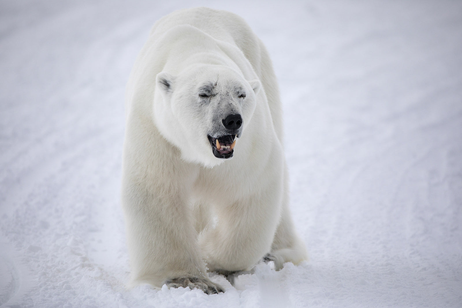 2939-Polar-Bear-Canada