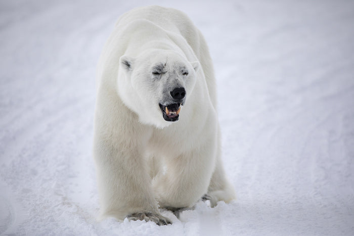 Canada Arctic, polar bear standing against snowy white landscape, wildlife photography – Sean Scott Photography