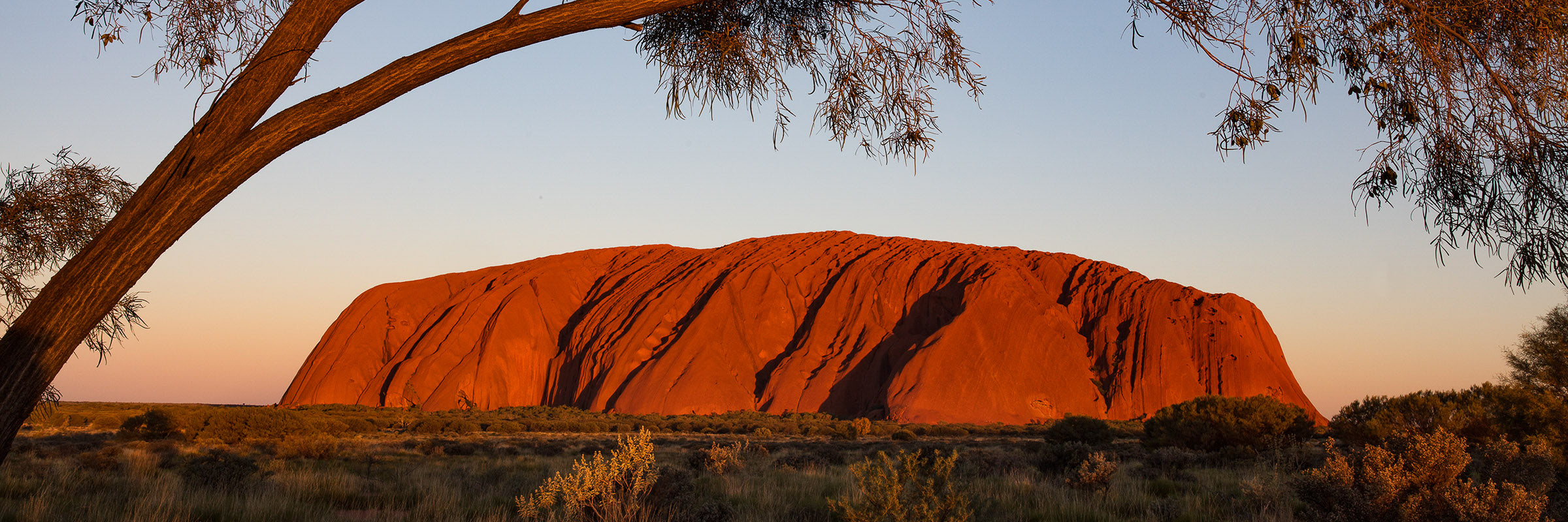 Uluru at sunset in the Northern Territory, Australia framed by desert trees