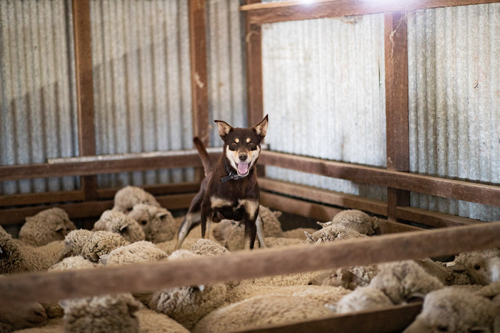 Australian Outback, sheep shearing dog resting inside rural shed, documentary photography – Sean Scott Photography