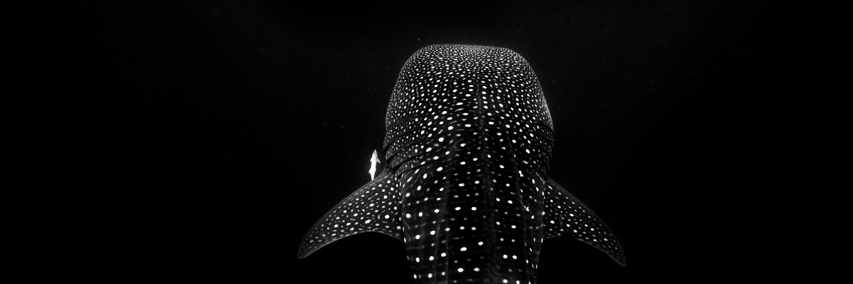Whale shark swimming in dark water with white spotted pattern visible