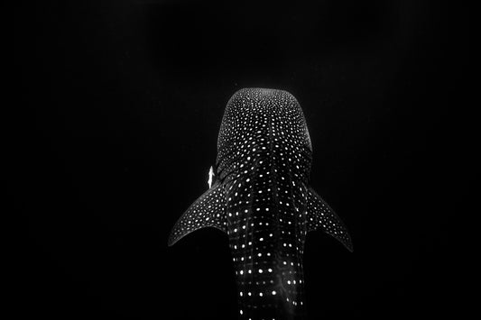 Ocean underwater, Whale Shark, underwater photography – Sean Scott Photography