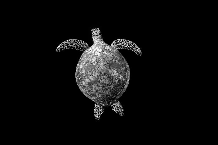 Lady Elliot Island Great Barrier Reef Queensland, green sea turtle swimming in dark water, underwater photography – Sean Scott Photography