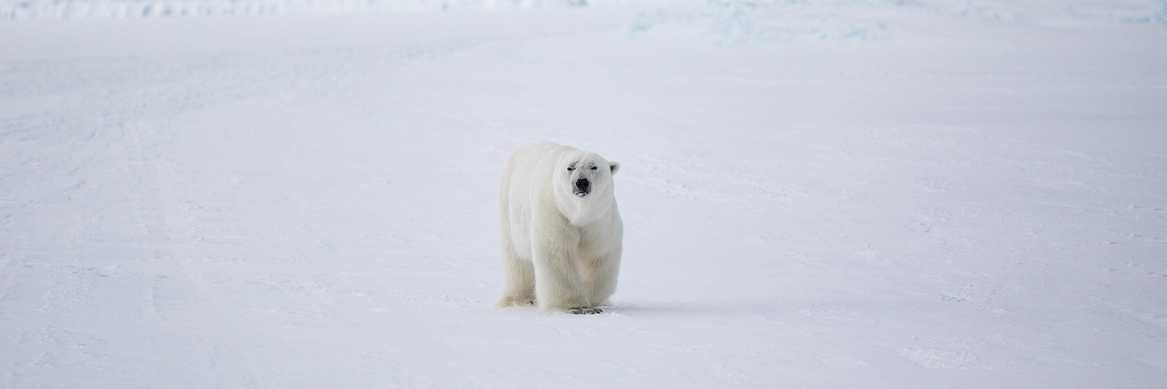 Polar bear walking across Arctic ice shelf polar wildlife photography by Sean Scott