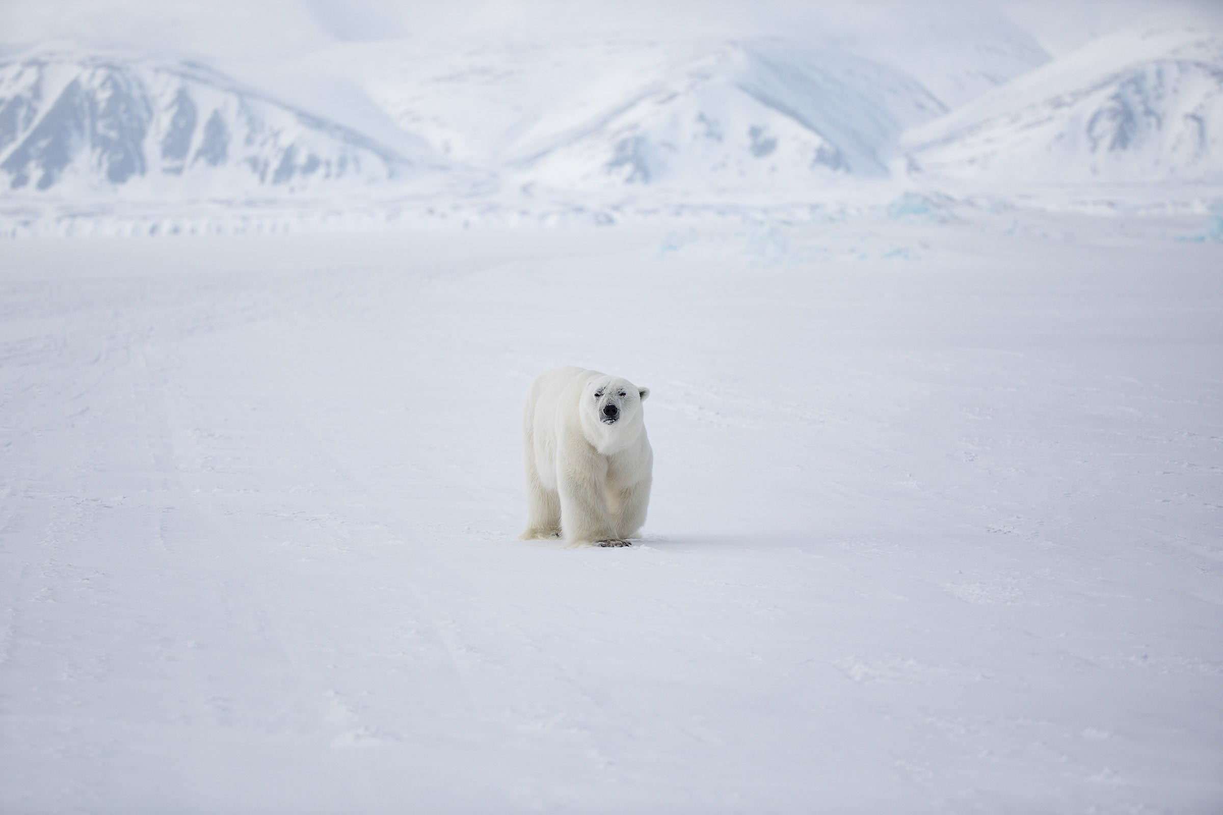 Canadian Arctic, polar bear walking across vast icy landscape, wildlife photography – Sean Scott Photography