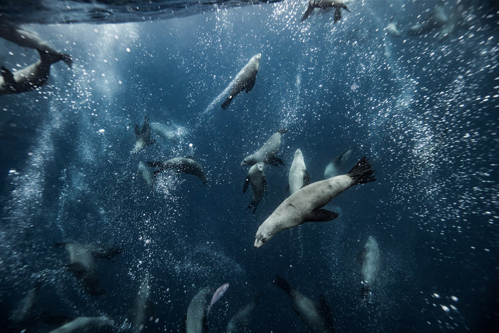 Tasmania Australia, seals swimming beneath ocean surface, underwater photography – Sean Scott Photography