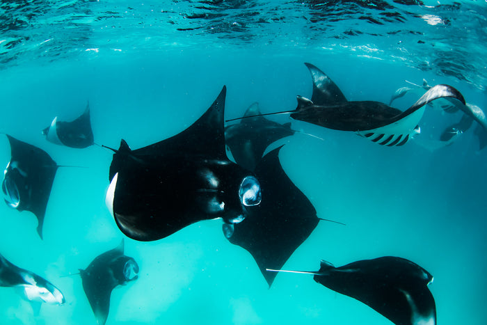 Maldives, manta rays swimming gracefully in blue ocean, underwater photography – Sean Scott Photography