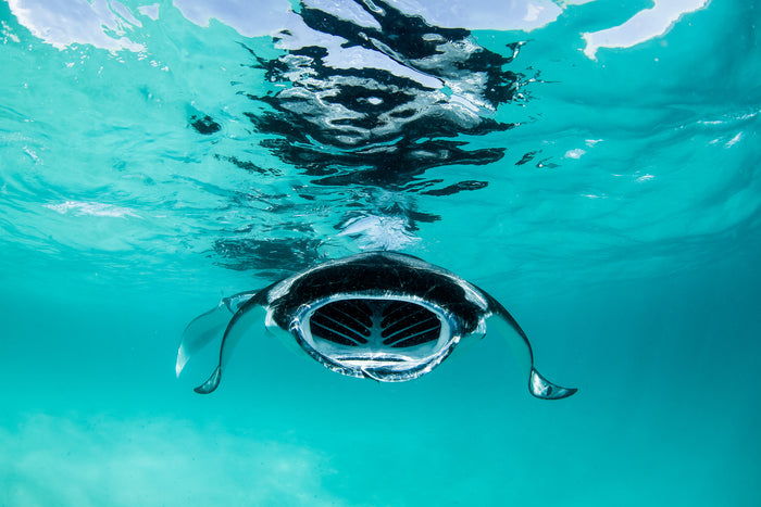 Maldives, manta rays swimming in clear blue ocean, underwater photography – Sean Scott Photography