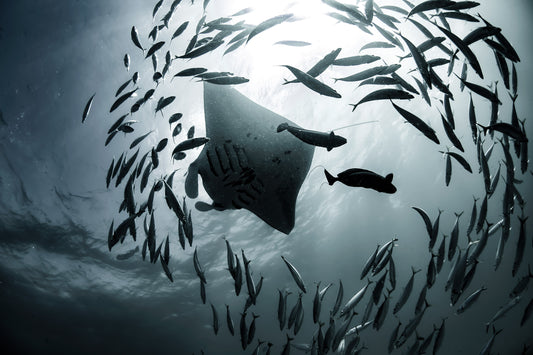 Maldives, manta rays gliding through ocean in monochrome tones, underwater photography – Sean Scott Photography