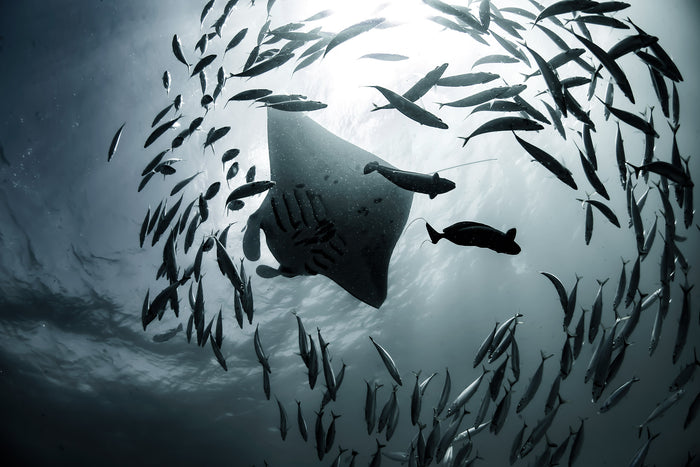 Maldives, manta rays gliding through ocean in monochrome tones, underwater photography – Sean Scott Photography