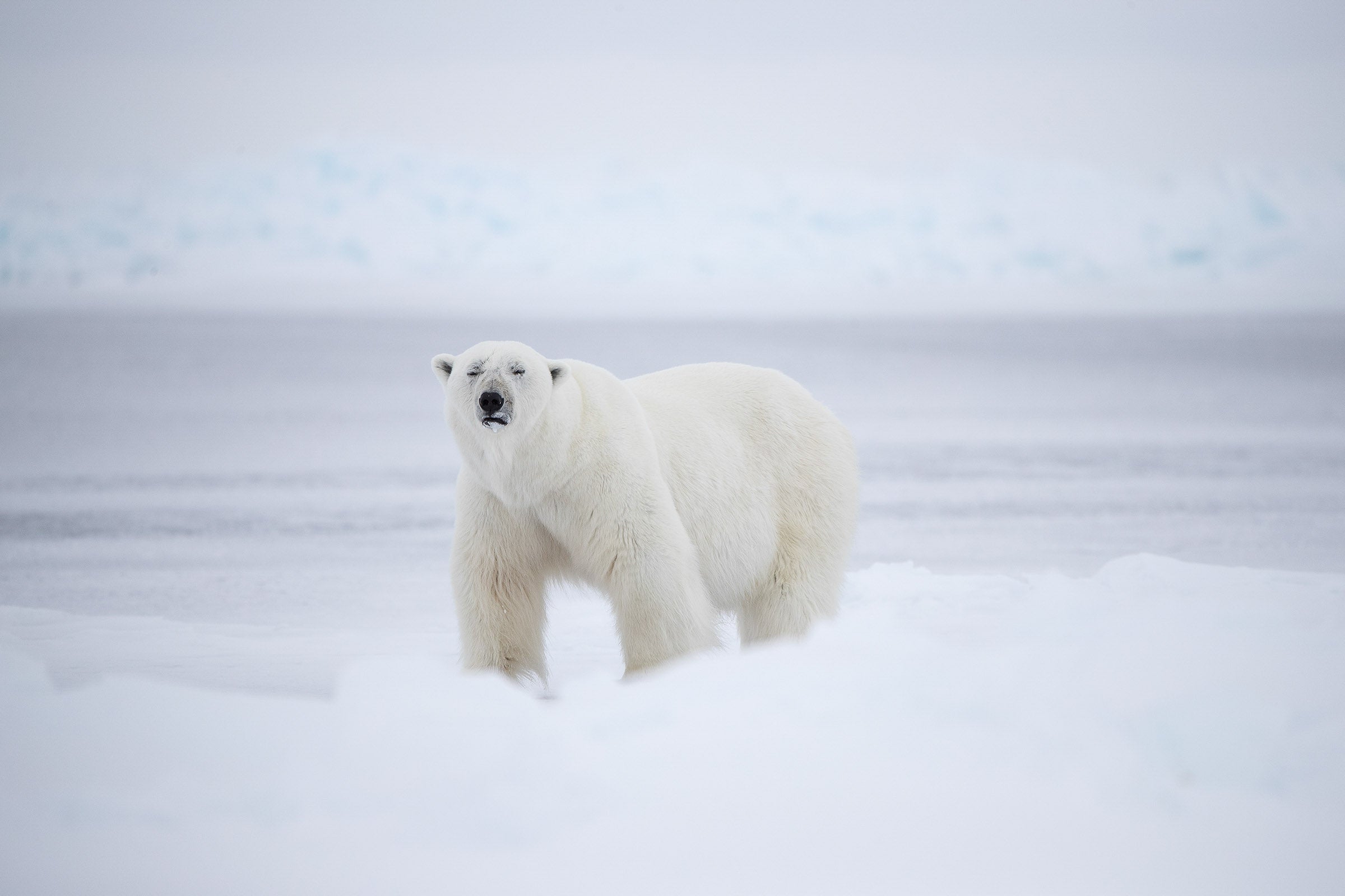 Canadian Arctic, polar bear moving through snow covered terrain, wildlife photography – Sean Scott Photography