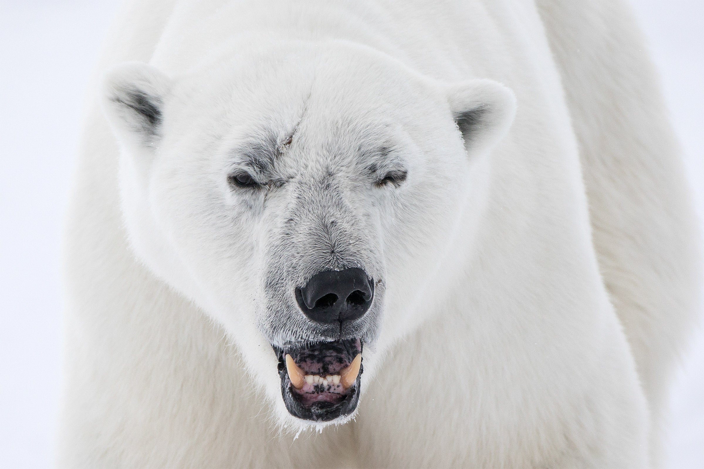 Canadian Arctic, polar bear standing in snowy landscape, wildlife photography – Sean Scott Photography