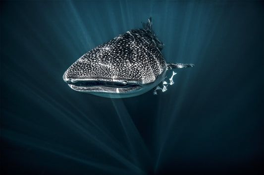 Exmouth Western Australia, whale shark swimming in deep blue ocean, underwater photography – Sean Scott Photography
