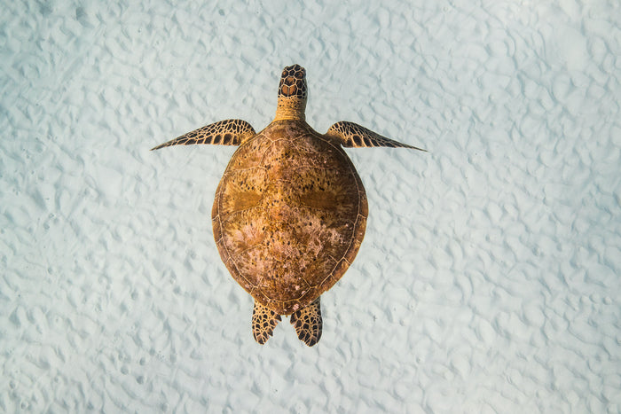 Lady Elliot Island Great Barrier Reef Queensland, green sea turtle swimming in clear water, underwater photography – Sean Scott Photography