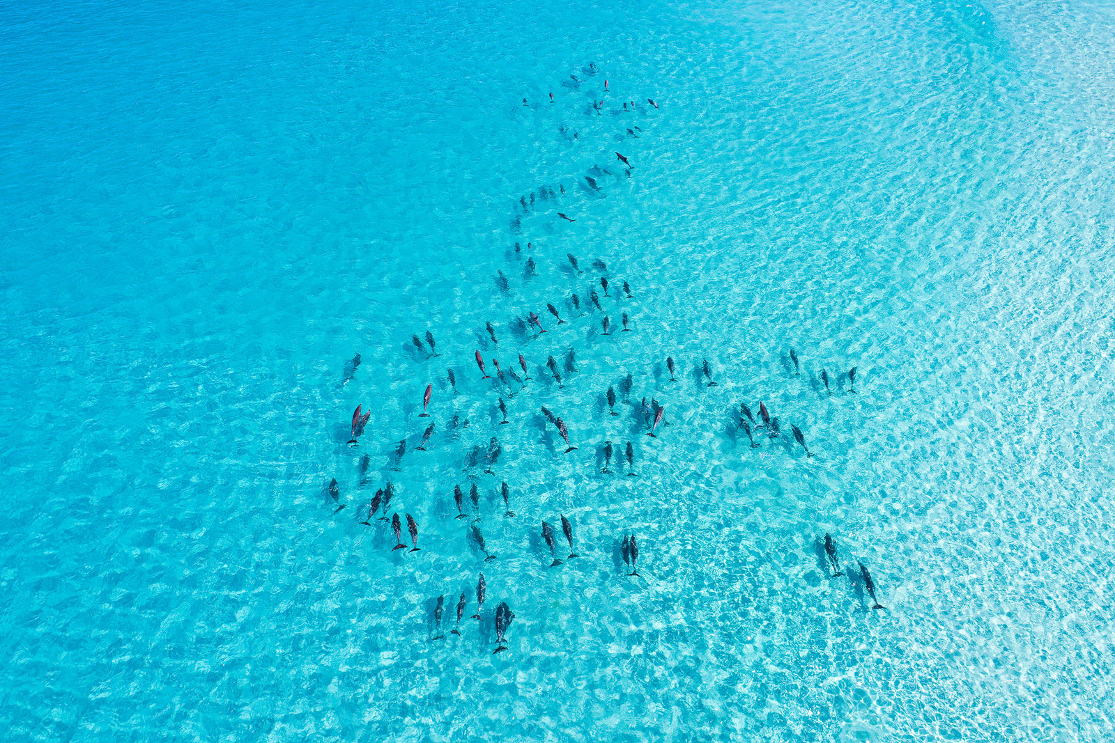 3150-Dolphins-Esperance-Western-Australia