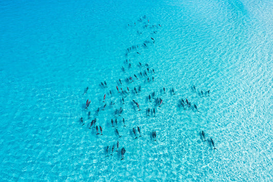 Esperance Western Australia, dolphins swimming in turquoise ocean water, aerial photography – Sean Scott Photography