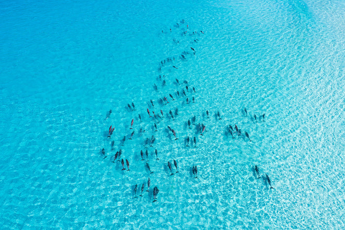 Esperance Western Australia, dolphins swimming in turquoise ocean water, aerial photography – Sean Scott Photography