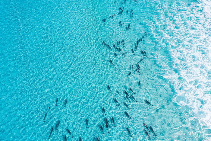 Esperance Western Australia, pod of dolphins moving through crystal clear sea, aerial photography – Sean Scott Photography