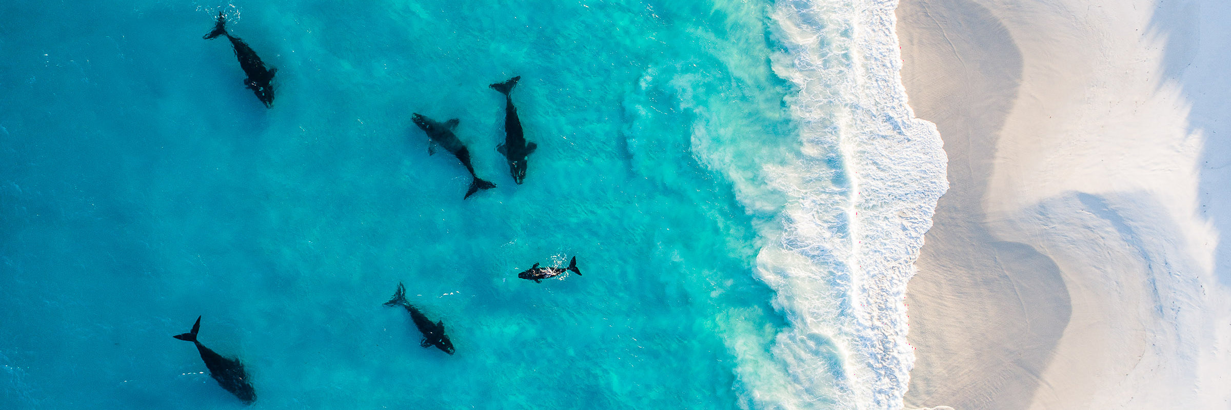 Southern right whales swimming in clear ocean water aerial drone wildlife photography by Sean Scott