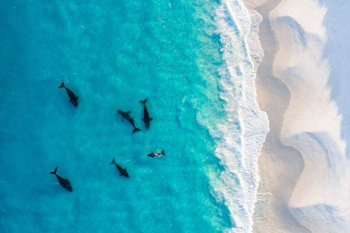 Western Australia ocean, southern right whales swimming in turquoise water, aerial photography – Sean Scott Photography