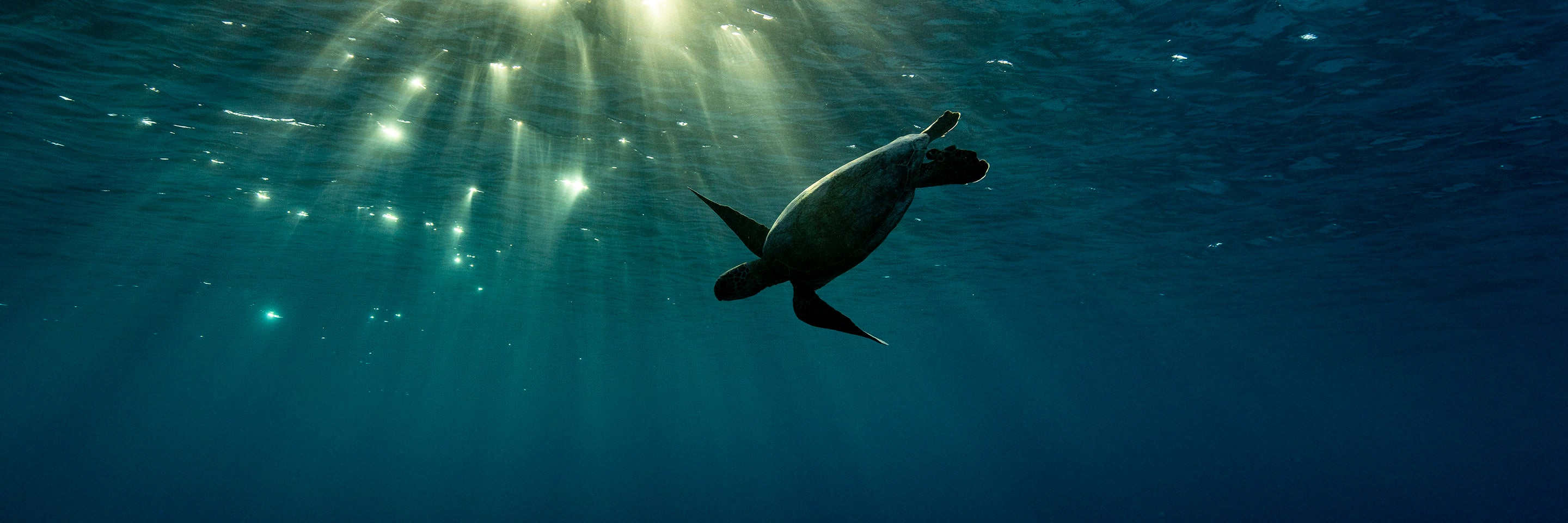 Sean Scott Fine Art Prints