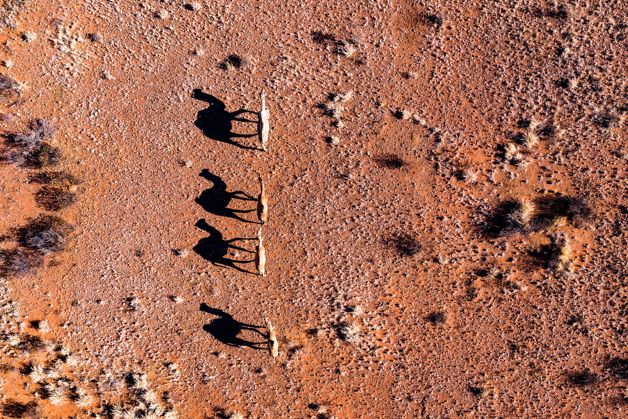Australian Outback, camels walking across red desert landscape, aerial photography – Sean Scott Photography