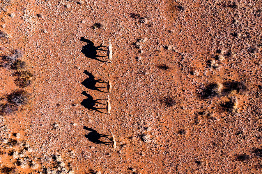 Australian Outback, camels walking across red desert landscape, aerial photography – Sean Scott Photography
