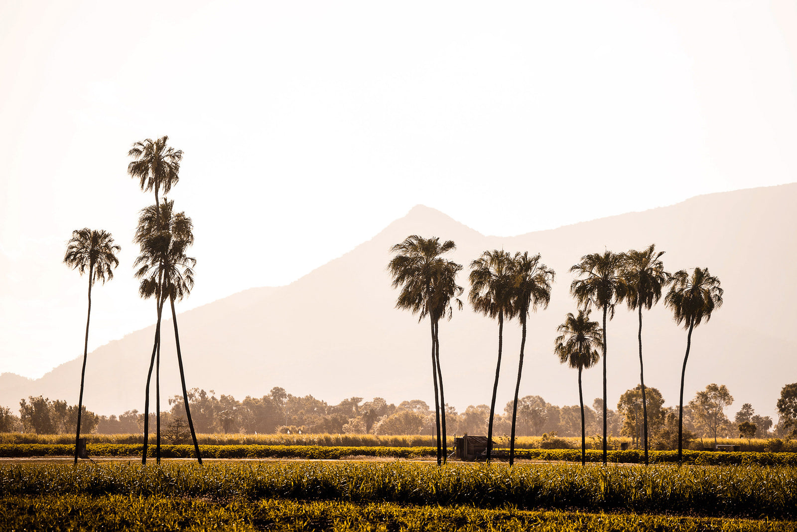 3288-Palms-North-Queensland
