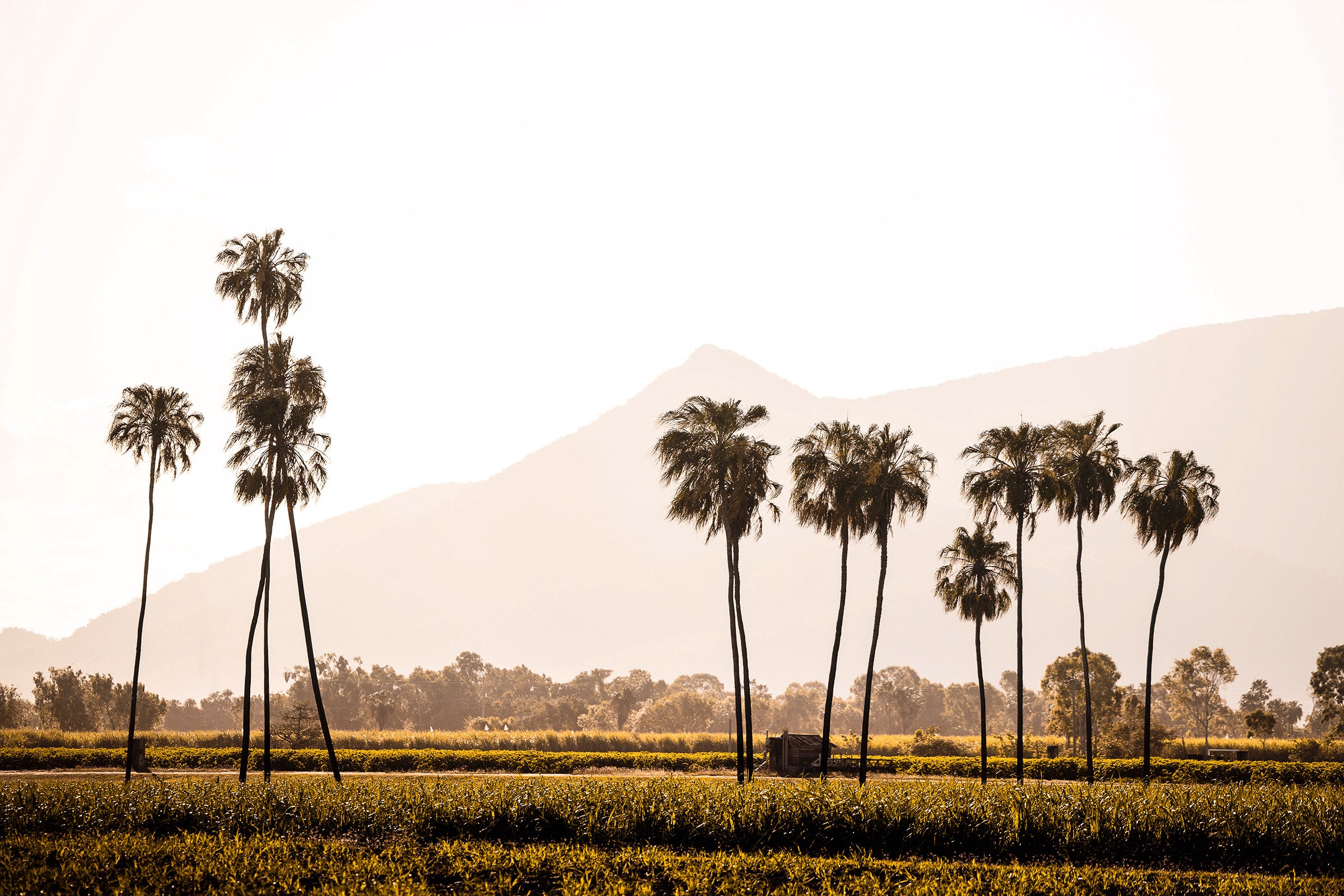 North Queensland Australia, palm trees along tropical coastline at sunset, landscape photography – Sean Scott Photography