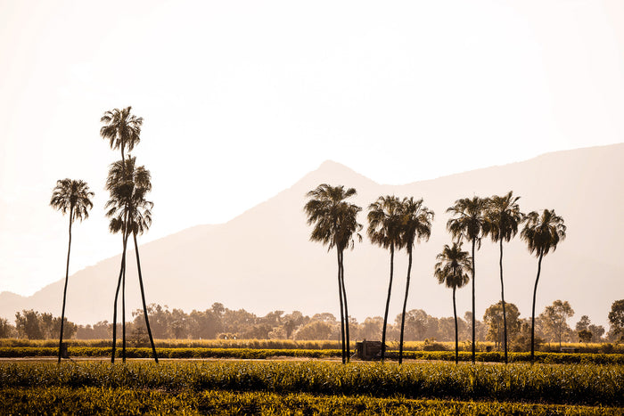 North Queensland Australia, palm trees along tropical coastline at sunset, landscape photography – Sean Scott Photography