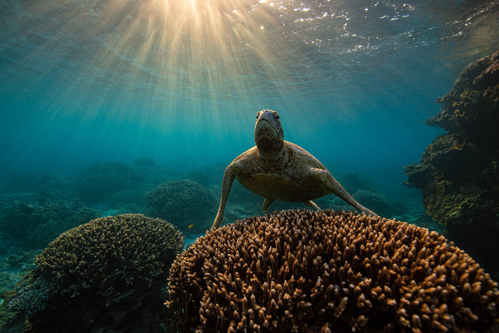 Lady Elliot Island Great Barrier Reef Queensland, green sea turtle swimming underwater, underwater photography – Sean Scott Photography