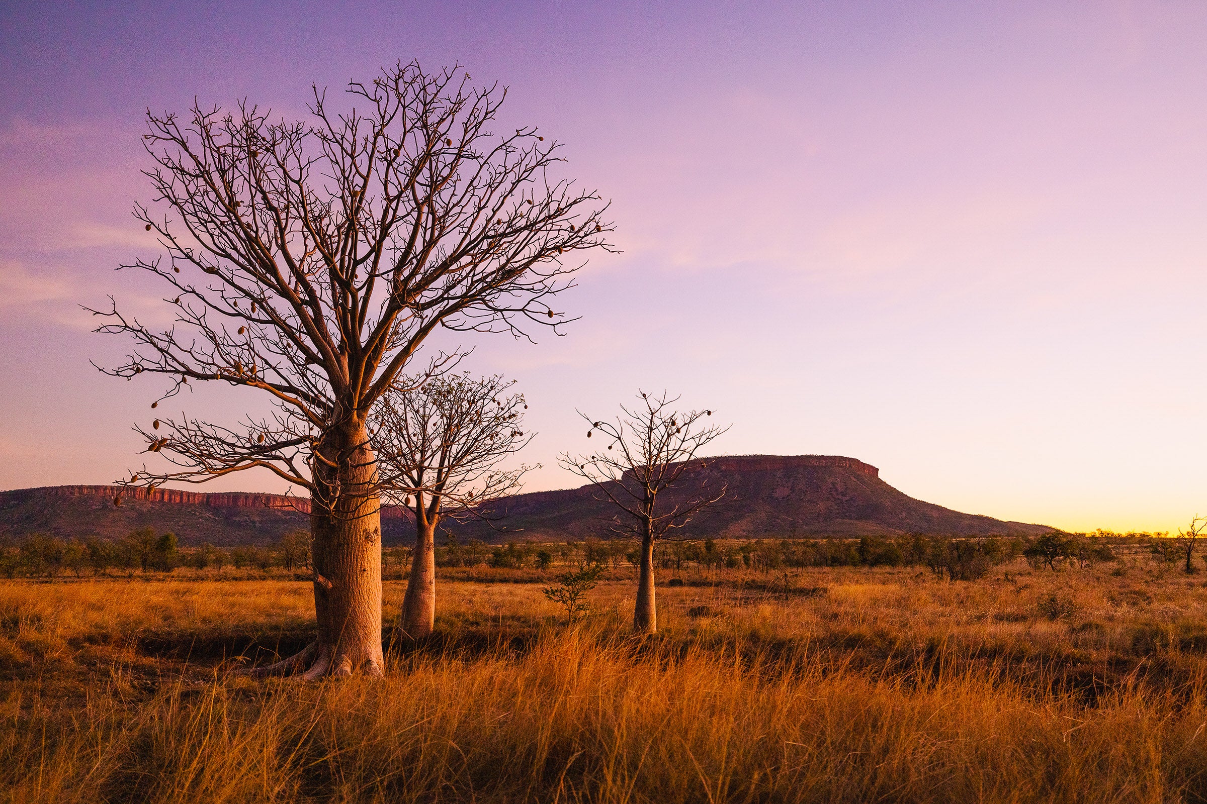 The Kimberley Western Australia, lone tree in vast outback landscape at sunset, landscape photography – Sean Scott Photography