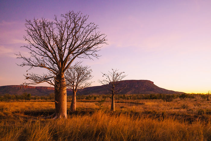 The Kimberley Western Australia, lone tree in vast outback landscape at sunset, landscape photography – Sean Scott Photography