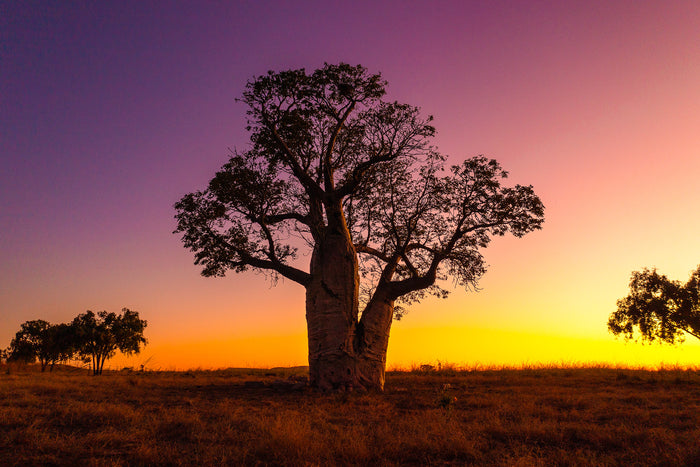 The Kimberley Western Australia, lone tree silhouetted against colourful sunset sky, landscape photography – Sean Scott Photography