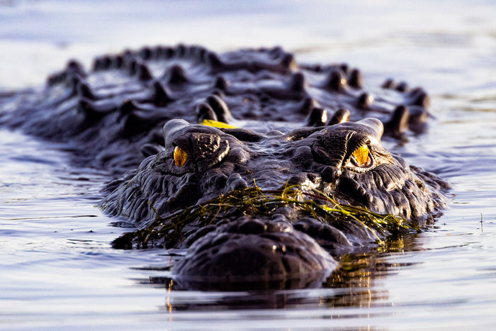 Northern Australia, saltwater crocodile resting at water’s edge, wildlife photography – Sean Scott Photography