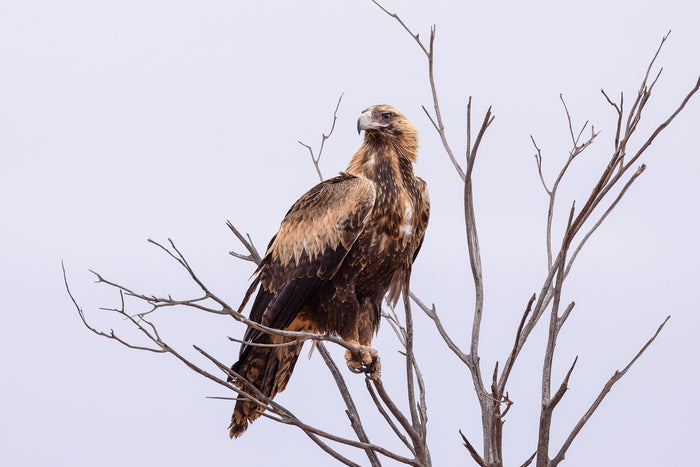 Australian Outback, wedge-tailed eagle perched on branch, wildlife photography – Sean Scott Photography