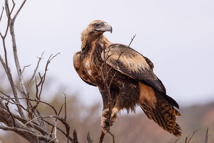 Australian outback, wedge-tailed eagle perched on branch, wildlife photography – Sean Scott Photography
