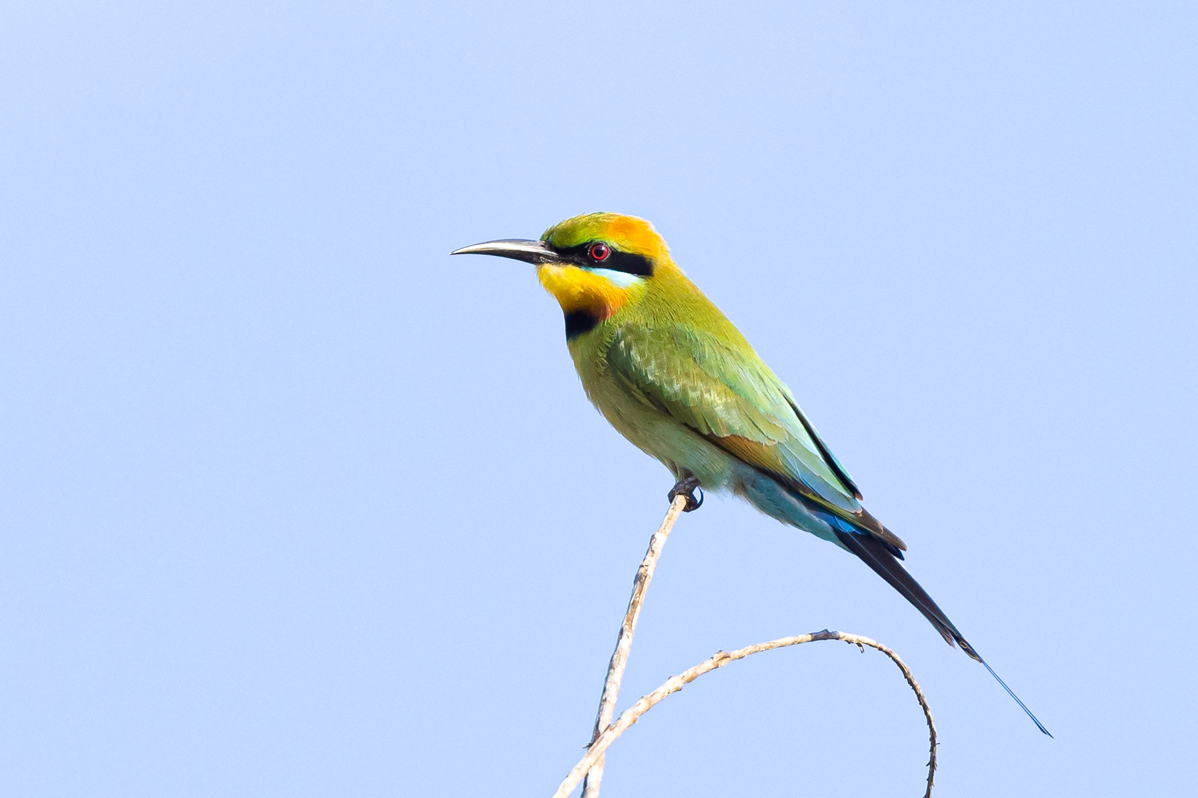 Australia, colourful bird perched on branch against blue sky, wildlife photography – Sean Scott Photography